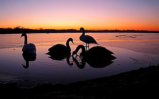 four silhouette swans on body of water
